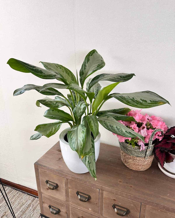 Aglaonema Pattaya