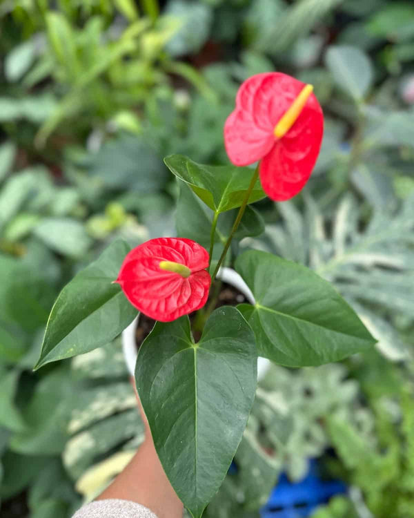 Anturio Rojo - La flor del amor