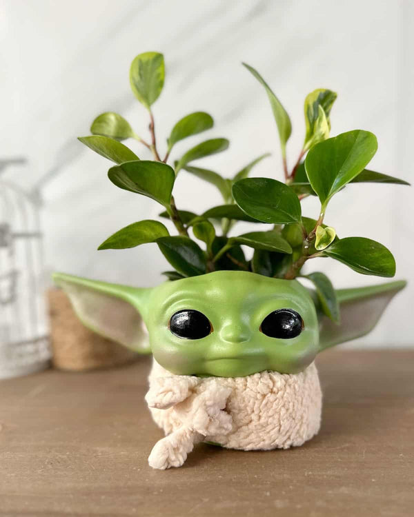 Maceta Baby Yoda Din Grogu con  Peperomia - Star Wars