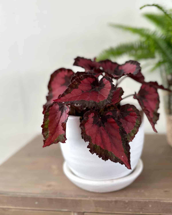 Begonia Inca Night