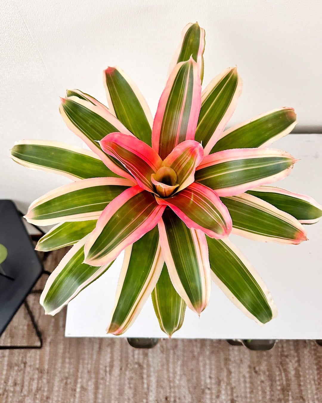 Bromelia Tricolor - Planta de interior Mi Jardin – Mi Jardín