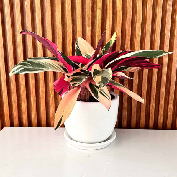 Calathea Triostar