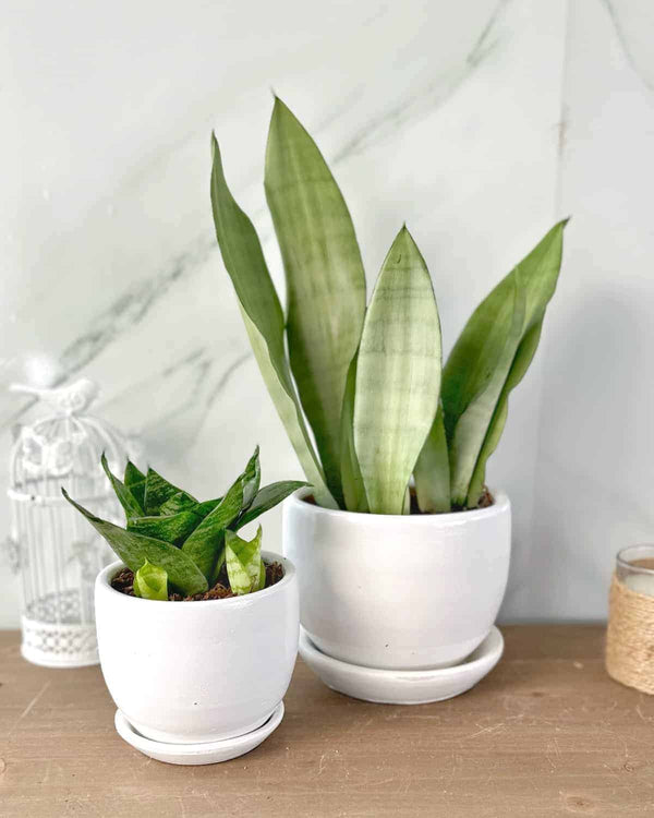 Duo Sansevieria