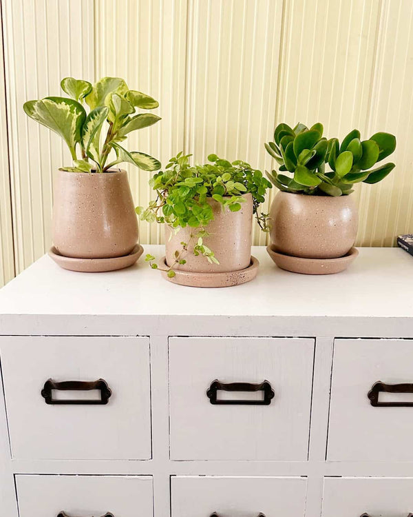 Set Plantas para la buena suerte - feng shui