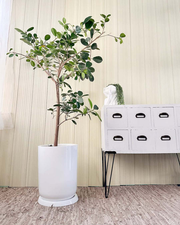 Ficus Japones