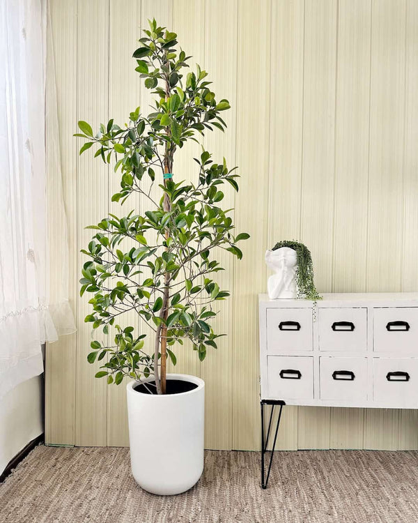 Ficus Retusa