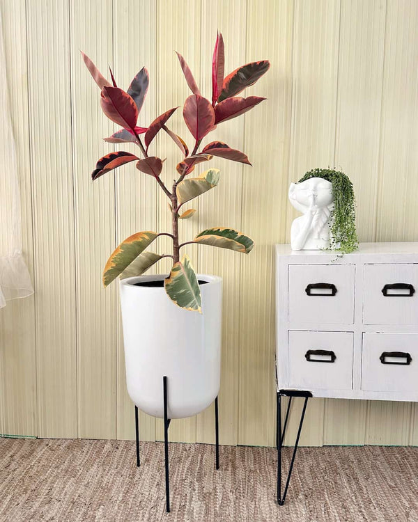 Ficus Ruby