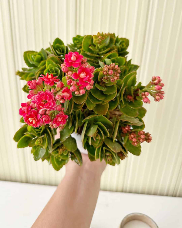 Kalanchoe Rosa