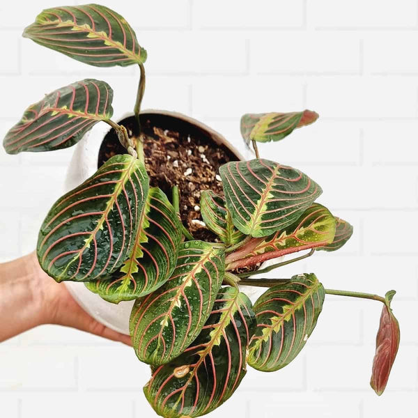 Maranta Leuconera Tricolor