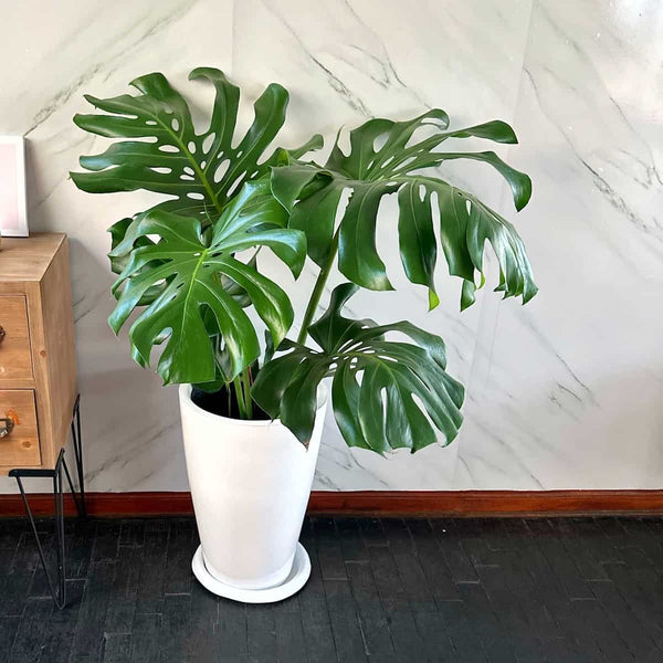 Monstera Deliciosa en Maceta Milan fibra de vidrio 2x