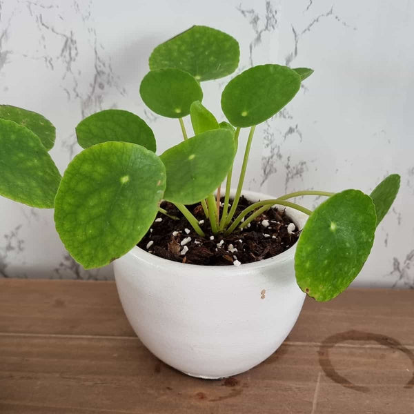 La Pilea Peperomioides - planta china del dinero