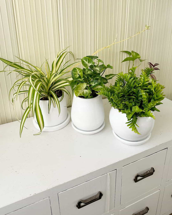 Set Plantas para tu habitación