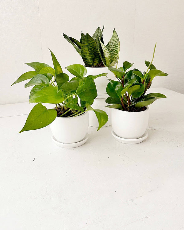 Set Plantas para el baño