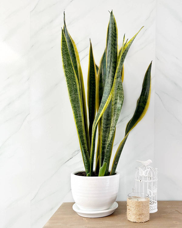 Sansevieria Golden