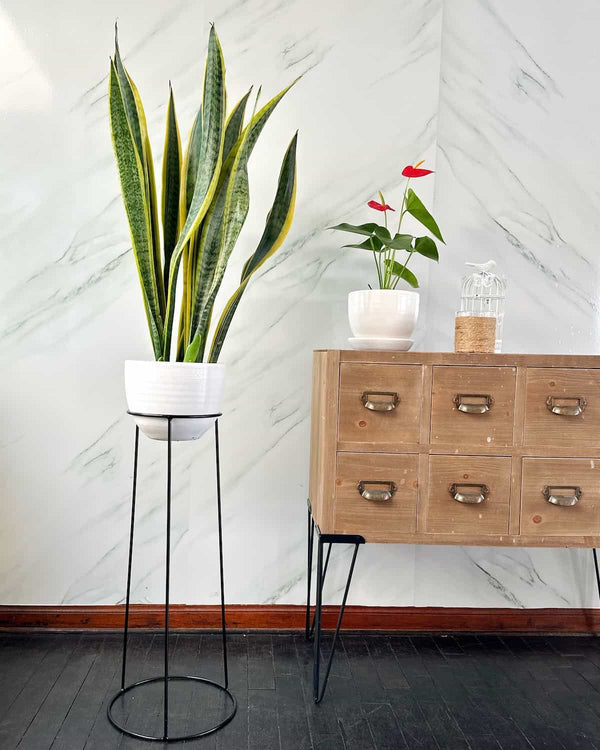 Set Sansevieria Golden con Pedestal Cielo