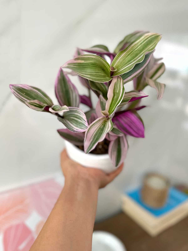 Tradescantia Nanouk