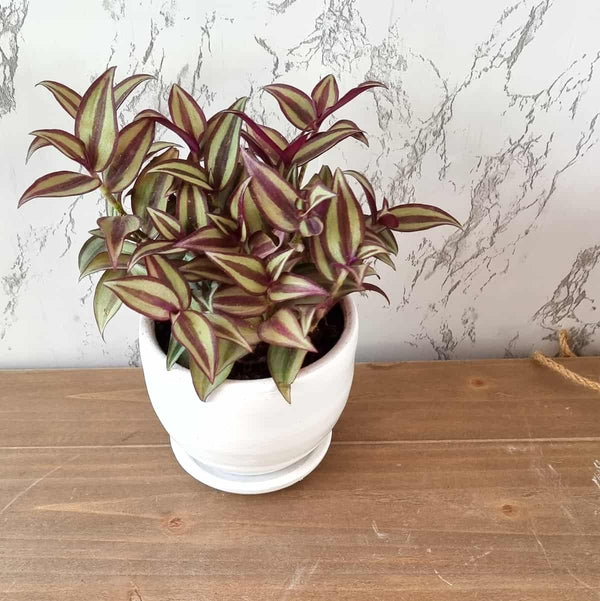 Tradescantia Zebrina