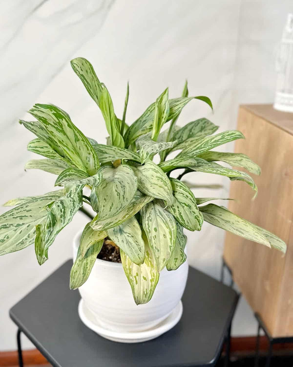 Aglaonema Silver