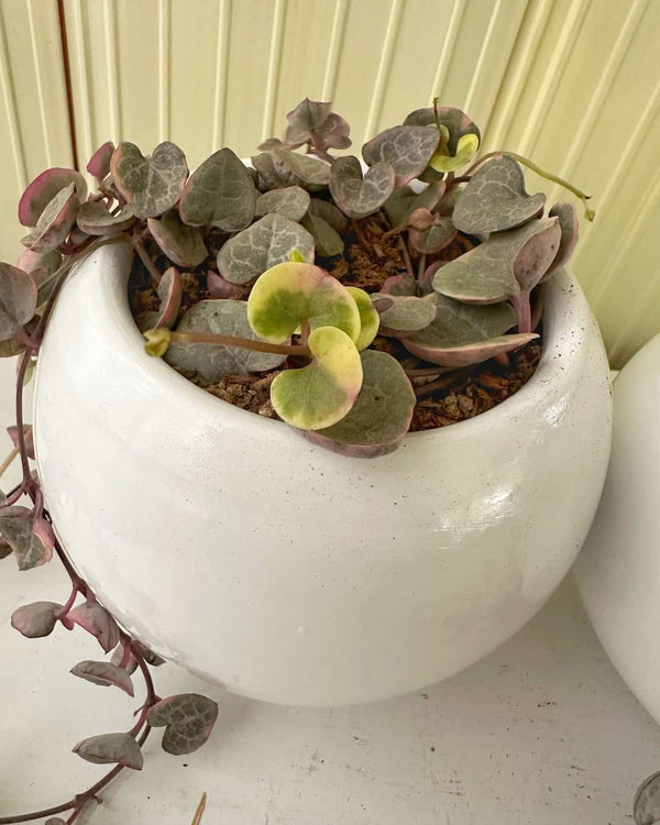 Ceropegia Woodii Variegata