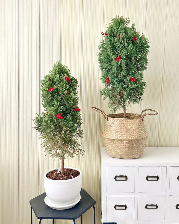 Árbol  de navidad natural - Cipres Azul Grande