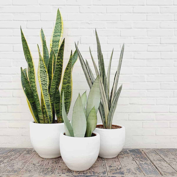 Pack de 3 Sansevieria