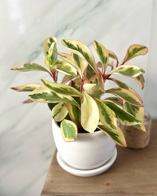 Peperomia tricolor