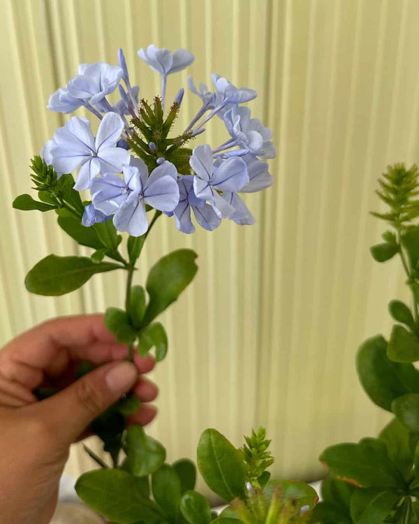 Jazmín del cielo - plumbago