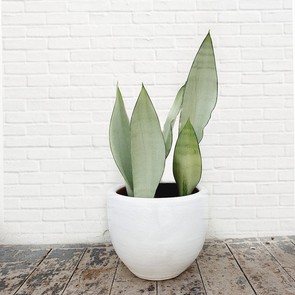 Sansevieria Moonshine